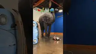 The Ultimate Robotic Mouse: Unleashing Unmatched Power and Precision