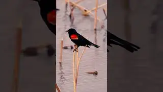 Nature video part 17 - motion waterfall, blue water lake, black bird in sea, cloudy day river