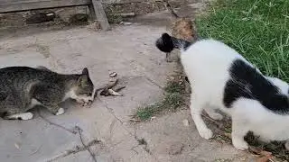 Relaxing with poor family pets 