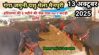 Ganga Jamuni Animal Fair ll 13 Oct 2025 ll Ganga Jamuni Animal Fair ll Buy Haryana's No. 1 calf