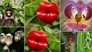Unusual Flowers//Different Flowers That Look Like Something else//Best video in {