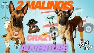 Dog Rescue Reality: Eye Scare, Separation Anxiety & Living in a Spanish Cave 🐕🇪🇸
