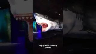 How to find our new Sharks exhibit! 🦈