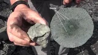 Fossil Collecting with Carl Brett: Rugose Coral