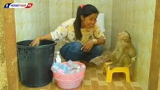 Adorable Monkey Kako Sit On Chair Help Mom Cleaning Milk Bottle