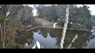 Evening Egret Roosting: December 27, 2025 - Inner Harbor Bayou, Ocean Springs, Mississippi