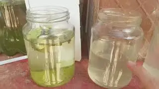 COMO CRIAR ALEVINOS DE BETTA SEM ARTÊMIA PART 1