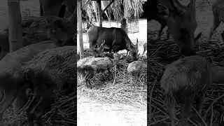 Ituuuu binatang apaaa #shorts #horror #viral