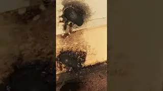 Native bees protecting the hive