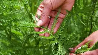 How to: ID and Manage Common tansy