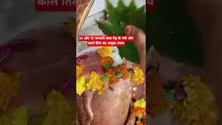 On 14th and 15th January, do the remedy of 7 leaves of tree and black sesame #shiv #upay #lifeisb...