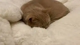 新しいふかふかクッションマットの上で眠りにつく猫