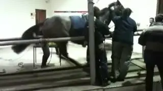 Videoendoscopy test on our Sato high speed treadmill