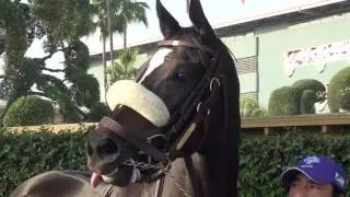 Zenyatta Exits a Perfect Legend with Epic Classic