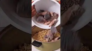 How to Cook Delicious Beef Tripe with Beans  for Dinner 🥰👍#cooking #beeftripewithbeans #shorts