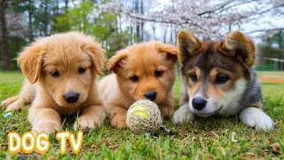 12 часов собачьего ТВ для собак 🐶🐾Спокойная музыка для собак 💖Снятие тревоги и спокойный сон