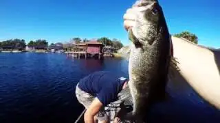 Alabama Rig Works! over 20 largemouth bass!