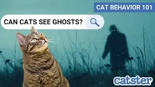 Can Cats See Ghosts? Cat expert explains...