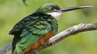 Краснохвостая якамара. Galbula ruficauda