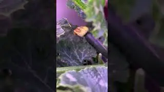 New Zucchini loading&hellip;..#indoorgardening