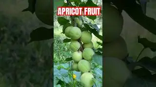 Growing Apricot Fruit #ourfarm #apricot #fruit #farming