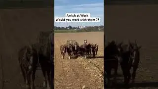 Amish Working twice as hard with 6 Horsepower #roadtrip #sightseeing #farming #amish #nature  #rv