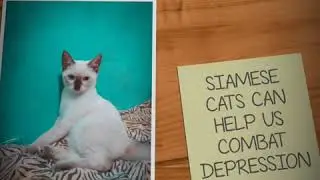 SIAMESE CATS CAN HELP US COMBAT DEPRESSION!