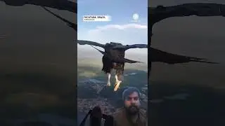 The Falcon's Flight &ndash; Secrets of the Heights green screen #greenscreen #animals #shorts