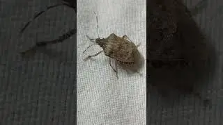 brown marmorated stink bug (Halyomorpha halys)  Pentatomidae