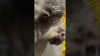 Video Kucing angora lucu chabi