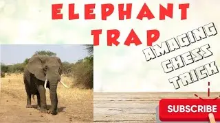 Chess trap video #22| Elephant trap|| Best Trap for black