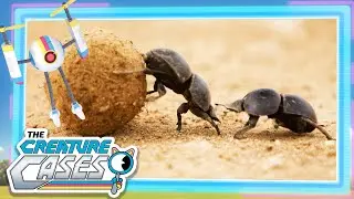 @CreatureCases - 🪲 Dung Beetle Hunt 😼🦊 | Clubot Quests | Sam and Kit Mysteries