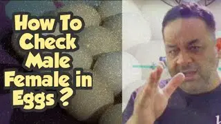 How to Identify Male and Female Chicks In Eggs | Faisalbutt27 Murga Information