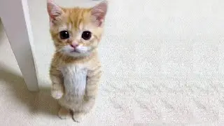 Cute Animals for When You are Sad