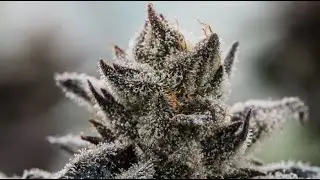 How it's made: Sawmill Cannabis Company flower