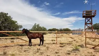 DIY Round Pen For Horses