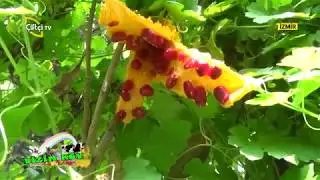 Buca / Kaynaklar Köyündeyiz - BİZİM KÖY / Çiftçi TV
