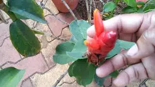 Rare Plant care Red button Ginger plant/Costus Woodsonii/ plant care tips and propagation Repotting