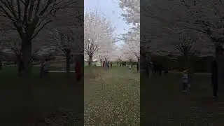 Centennial Park #cherryblossom #Sakura #hamilton #toronto # ontario #canada # Japanese