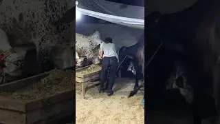 New Entry Season End #cow #vlogs #cattlefarm #hfa #animals #cattlefarm #animals #bull #hfa #vlogs