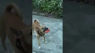 DOG HEAD SHAKING l CUTE DOG VIDEOS