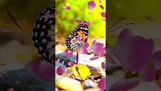 Remove Evil Eye from Your Business and Family to Clean Ambiance | Calmwave Melodies