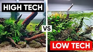 HIGH TECH VS LOW TECH AQUARIUMS:THE BASICS