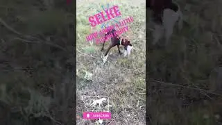 Selke the Pudelpointer&rsquo;s Wild Pigeon Frolick! 🐾🕊️ #viralshort  #viraldogshorts