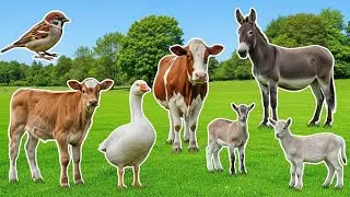 Farm Sounds Collection: Chicken, Duck, Cow, Goat, Sheep, Pig