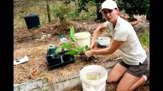 How to Grow Comfrey Plants for Free!