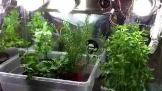 Indoor Garden Tips   Growing Herbs Indoors in Containers with Grow Lights