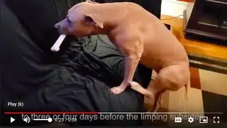WINPRO 20 Day Challenge Before And After Case Study with Mobility joint supplement for dogs.