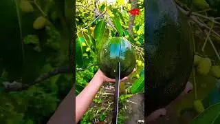 Fruit cutting magic