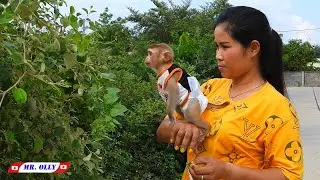 Mister Olly Stand On Mom Hand Harvest Fruits